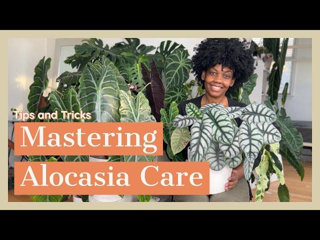 Mastering Alocasia Care - Tips and Tricks