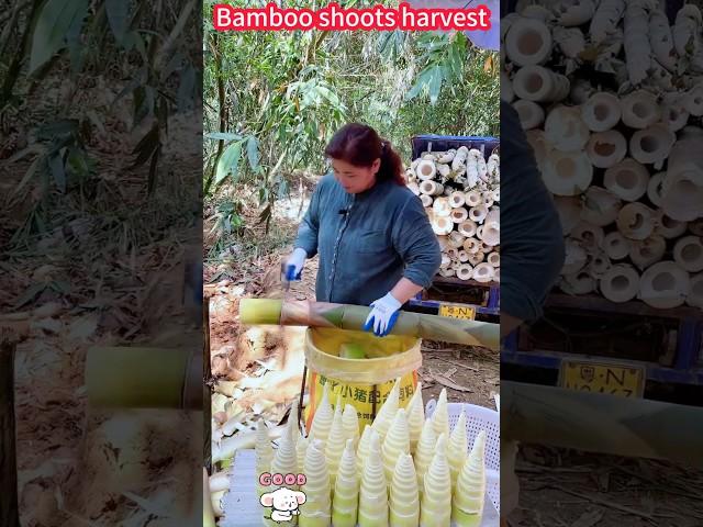 Tip for cutting bamboo shoots: Quick Harvest, crispy tender  easily done。切竹筍的技巧：快速收穫，脆嫩美味輕鬆搞定