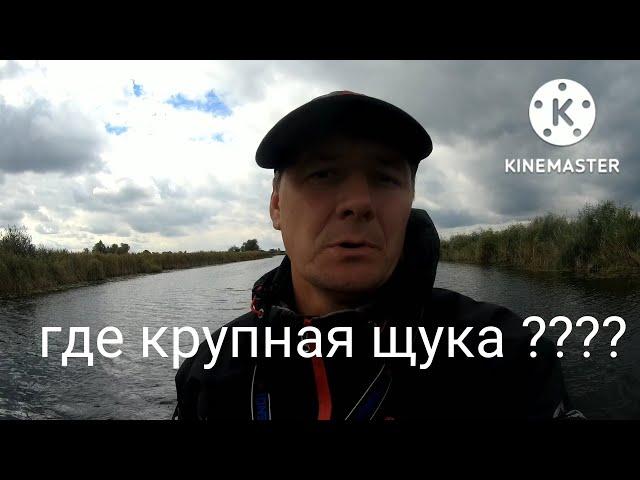 Кругом очень много мелкой щуки. Где крупная щука????