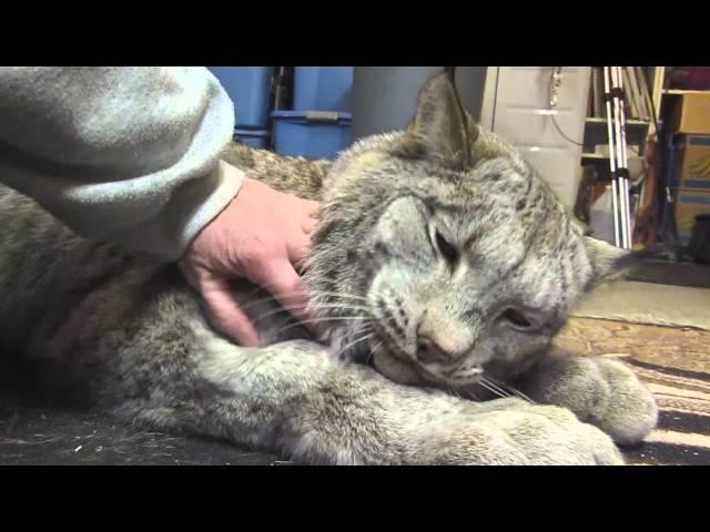 Max Canada Lynx - I'm a Big Baby