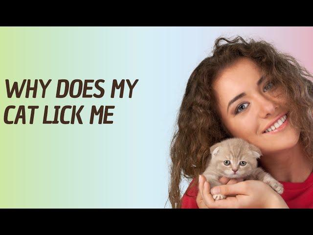 Why Does My Cat Lick Me 