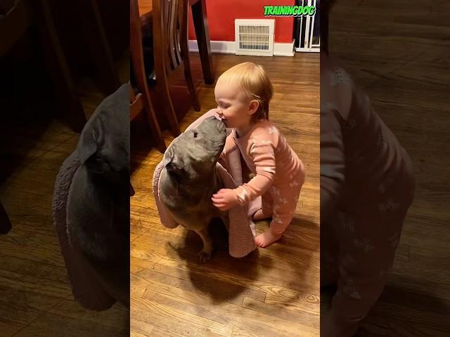 ️ A Hug Beyond Words, A Bond Beyond Time #k9 #dog #dogtraining #belgianmalinois #pitbull #pets