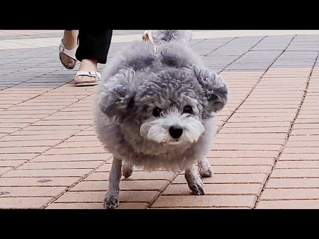 The Fastest Poodle In The World.