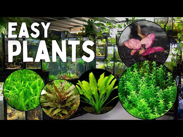 These 12 Aquarium Plants are the Easiest to Grow!