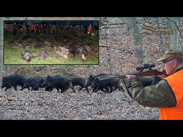 Wild boar driven hunt in Croatia - Season 2018. - Drückjagd  in Kroatien 2018.