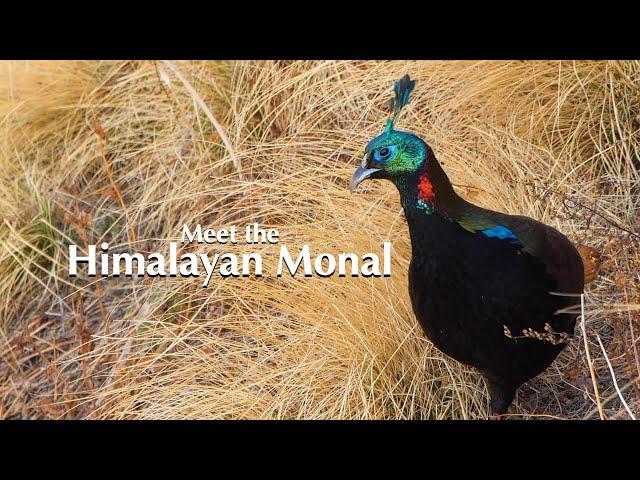 The High Life of the Himalayan Monal