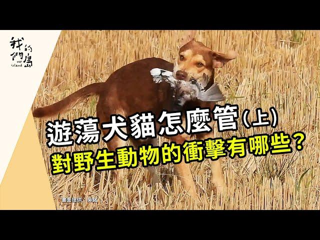 遊蕩犬貓怎麼管《上》：遊蕩犬貓對野生動物造成哪些衝擊？(公視我們的島第1207集 2023-06-05)