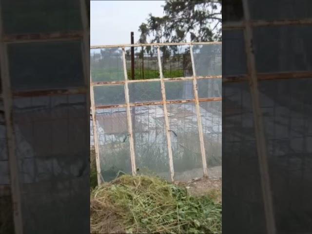 FRUGAL BUILD PROJECT - TRANSFORMING A DERELICT DONKEY STABLE INTO SOMETHING AWESOME