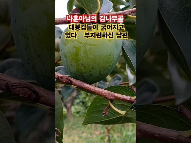 #대봉감 무농약 감이굵어지고있다 나훈아 감나무골