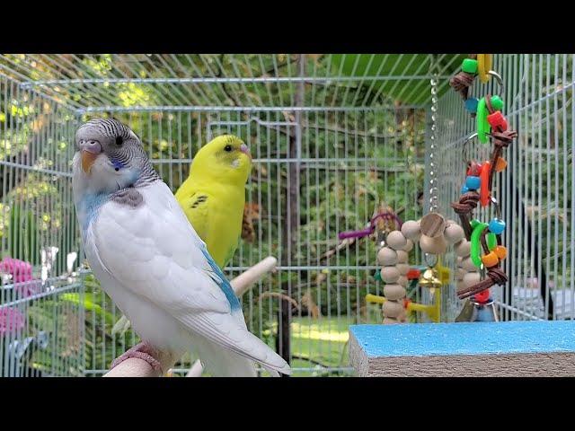 NEW***The BEST PARAKEETS SOUNDS 3 1/2 Hours for your birds to listen to with MUSIC