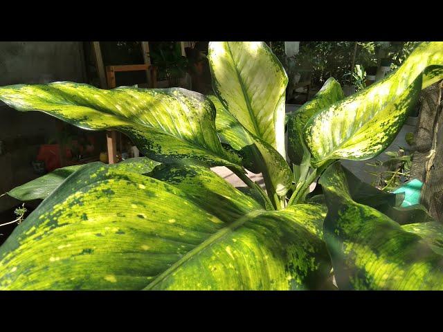 My Beautiful Dieffenbachia Collections - Types of Dieffenbachia