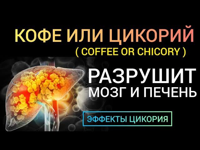 Цикорий Chicory - benefit harm l Польза или Вред l Цикорий или Кофеин l Что разрушает мозг и печень