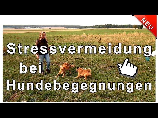 Hundebegegnungen mit und ohne Leine - Stressvermeidung bei Hundebegegnungen !