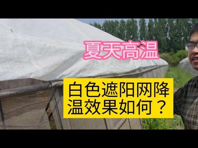 夏天大棚高温不用怕，用白色遮阳网就行，透光还能降温