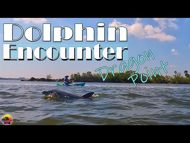 Dolphin Encounter at Dragon Point | Kayaking Florida's Banana River