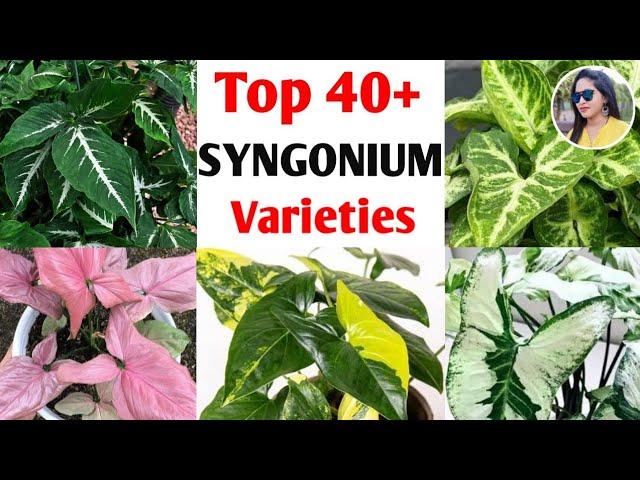 40+ Syngonium plants varieties+identification | Arrowhead varieties | Rare syngonium plants