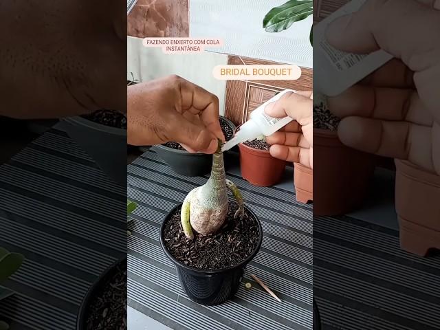 how to grafting adenium plant..? #shorts #adenium
