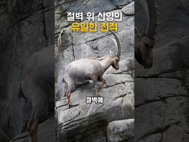 절벽 위 산양의 유일한 천적