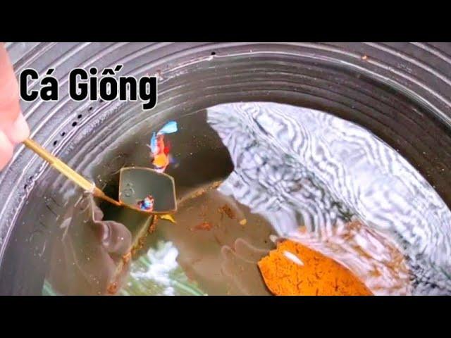 Cá betta koi galaxy, cá betta giống đẹp