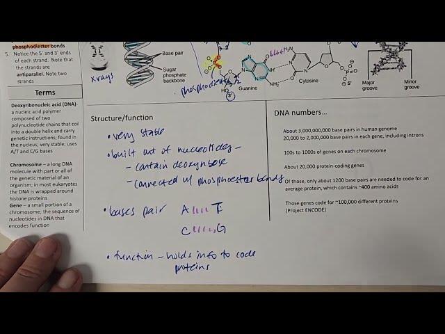 DNA introduction