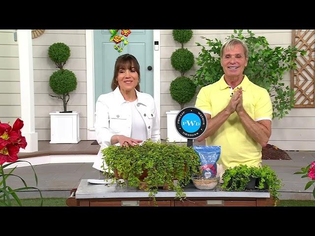 Phillip Watson Designs 6-Piece Creeping Jenny Live Plants on QVC