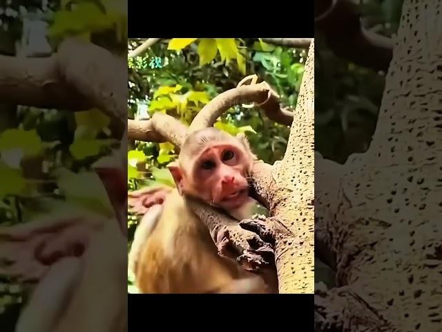 The monkey was captured by the chimpanzee.