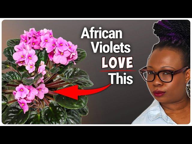 African Violets: Bigger Blooms, Happier Plants with LECA