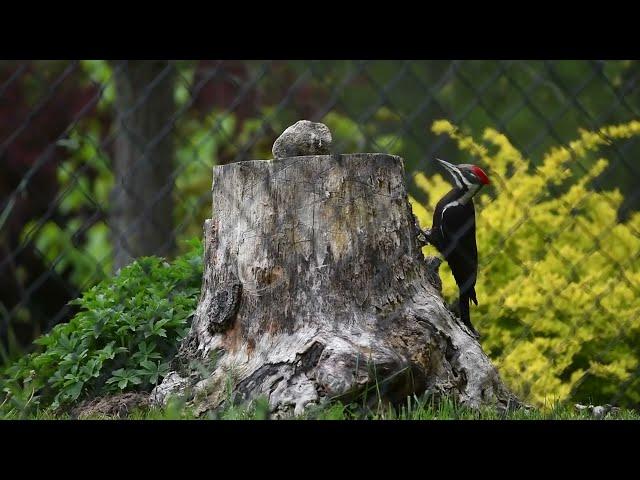 캐나다살기 #40 Wild Birds _ Pileated Woodpecker & Humming Bird in Wolfville, Nova Scotia