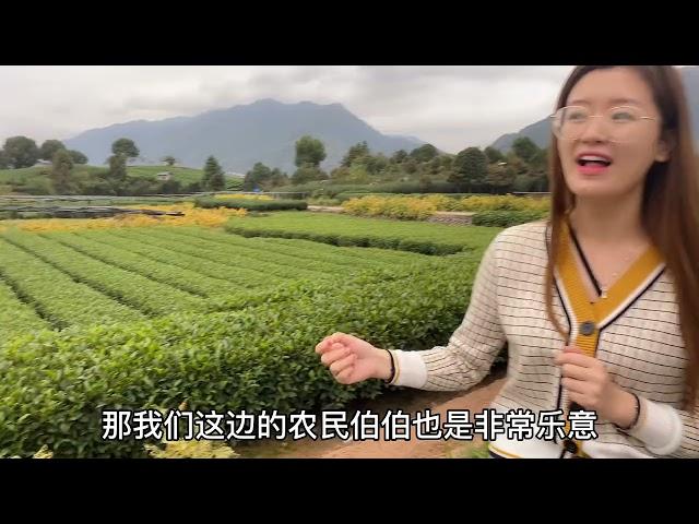 【茶叶西施】关于茶叶农残问题，真的有那么可怕吗？很多人都不敢说