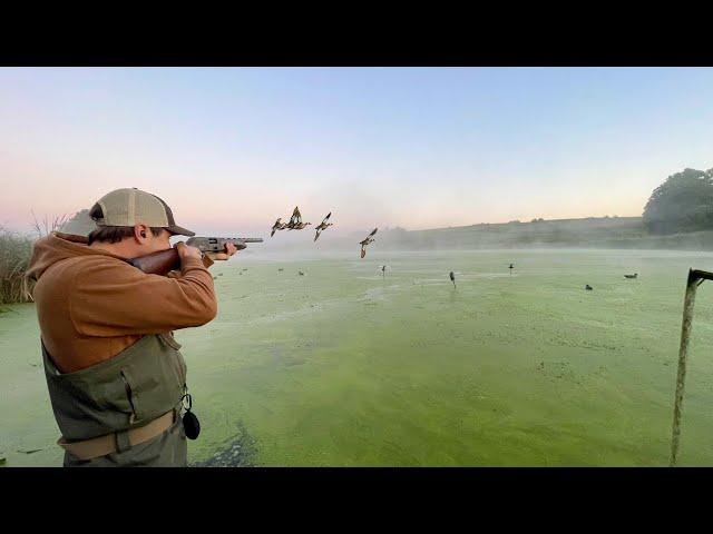 Duck Hunting a Secluded Foggy Pond! (Early Season Teal)