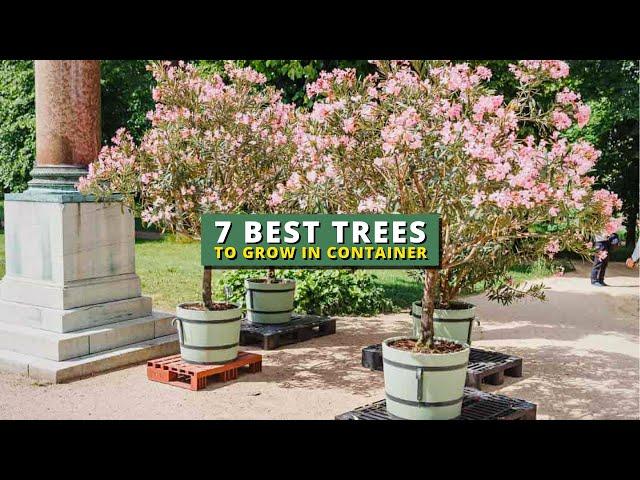 7 Best Trees To Grow in a Pot - Container Garden Ideas 