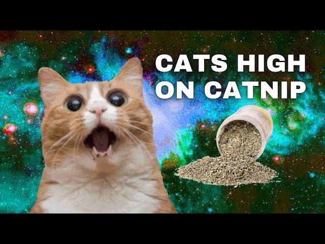 Cats High On Catnip