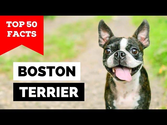 99% of Boston Terrier Owners Don't Know This