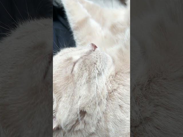 Cat Purring While Asleep.  Wakes up Purrs louder
