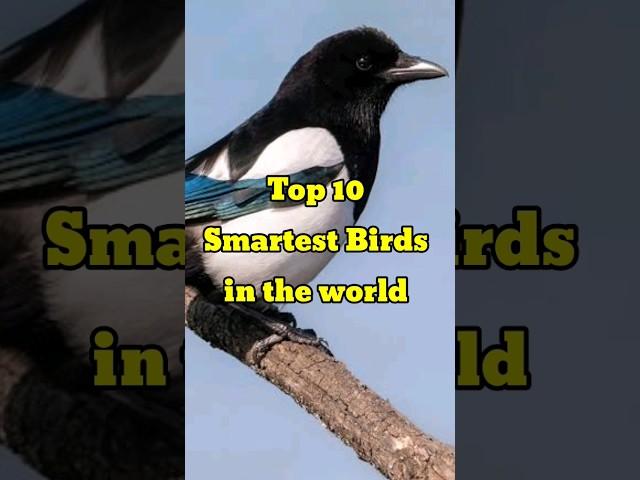 Top 10 Smartest birds in the world