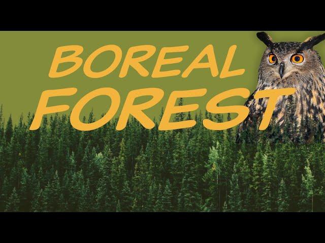 Explore the BOREAL FOREST Biome  Nature Ecology & Environment