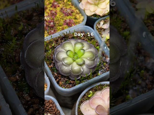 Day 16. 2025/3/25 Pinguicula Cyclosecta #plants#farmer #healing#relaxing#water #garden #succulent