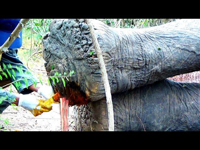 Heart warming! Treatment to elephant suffering from Abscess in the foot