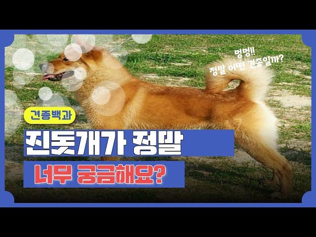 진돗개가 정말 너무 궁금해요? 강사모 견종백과!