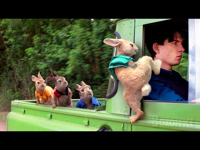 Peter Rabbit's best funny scenes  4K