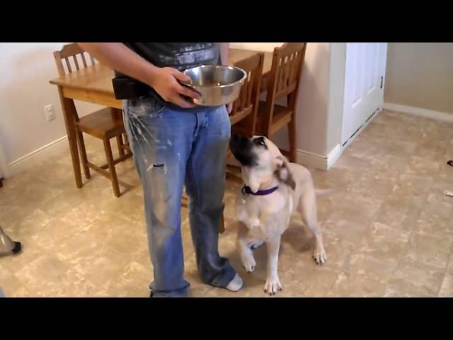 Brazilian Mastiff (Feeding Time)