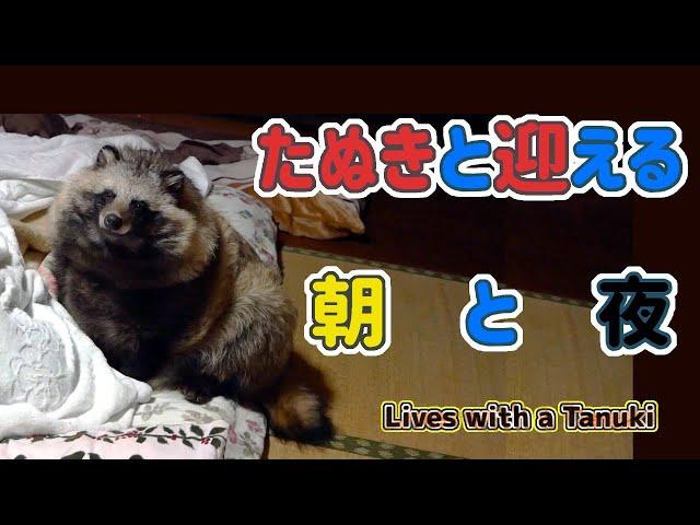 【タヌキと2人暮らし】タヌキと迎える朝と夜。(Good morning Tanuki.Good night Tanuki.)