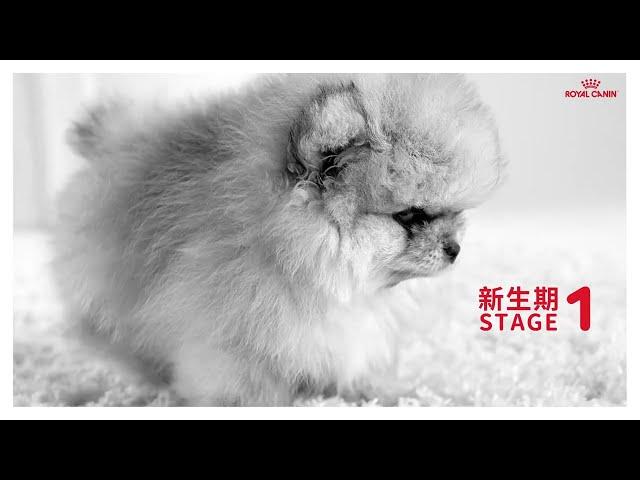 開始就給牠最好的  法國皇家幼犬成長系列