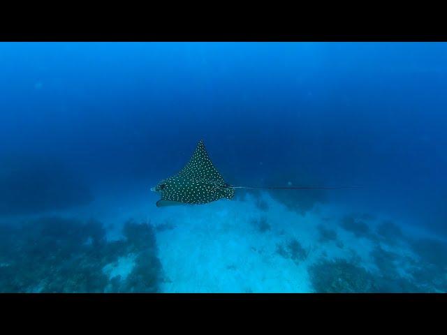 All underwater wildlife in Utila