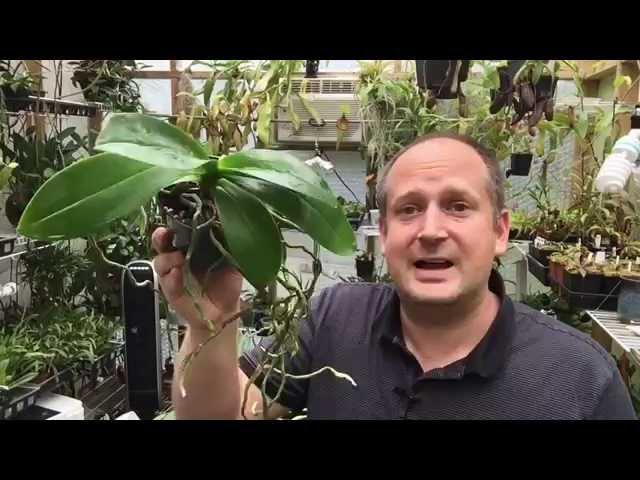 ORCHID ROOT CARE: WHAT TO DO WITH THOSE ORCHID AERIAL ROOTS