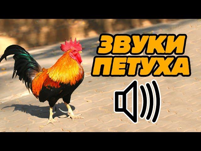 Звук петуха: как кукарекает петух