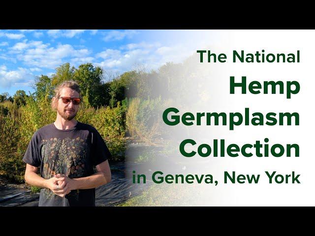 The National Hemp Germplasm Collection
