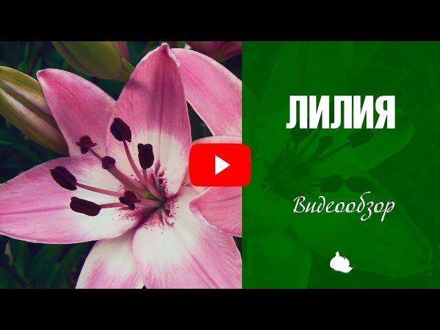 Лилии выращивание  Лилия -Как посадить и вырастить? Советы от эксперта HitsadTV 2017