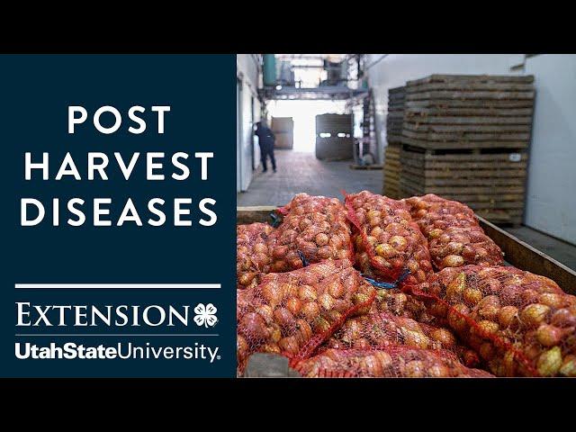 Post Harvest Diseases