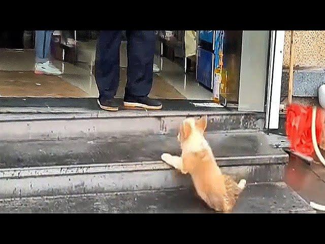 A 2-month-old stray Corgi just wanted to find shelter from the rain,but the shop owner kicked it out